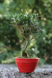 Bonsai Olivastro