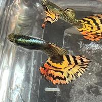 Guppy persian mosaic