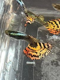 Guppy persian mosaic