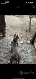 American bully femmina