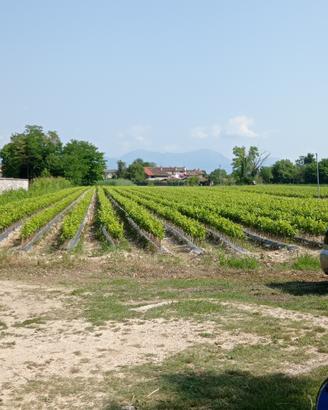 Barbatelle