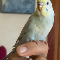 Cocorite allevate a mano o da svezzare