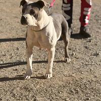 Amstaff Blue adozione gratuita