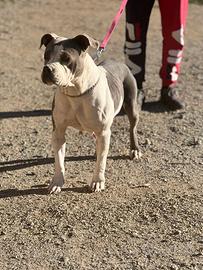 Amstaff Blue adozione gratuita
