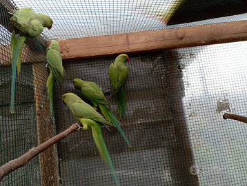 Parrocchetti dal collare