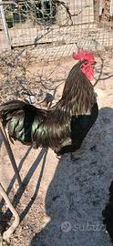 Galline australorp