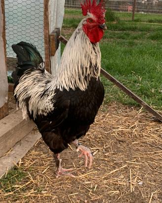 Materiale fecondo marans