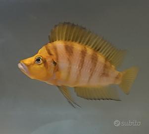 Ciclidi compressiceps