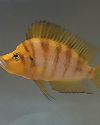 Ciclidi compressiceps