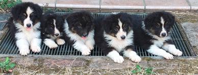Australian shepherd