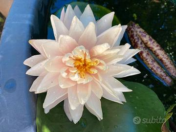 NINFEA PESCA PIANTA MADRE