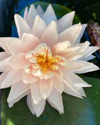 NINFEA PESCA PIANTA MADRE