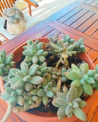 pianta grassa succulente 