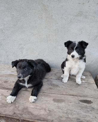 Cuccioli di Border Collie