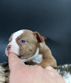 American Bully Micro
