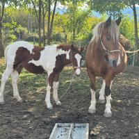 Cavalla di 5 anni gravida e con puledra