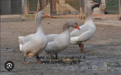 C.E.R.C.O oche Franconia