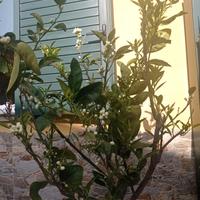 albero d arancio, euro 70 