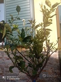 albero d arancio, euro 70 