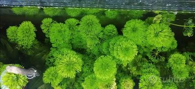 Limnophila sessiliflora