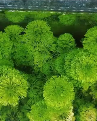 Limnophila sessiliflora