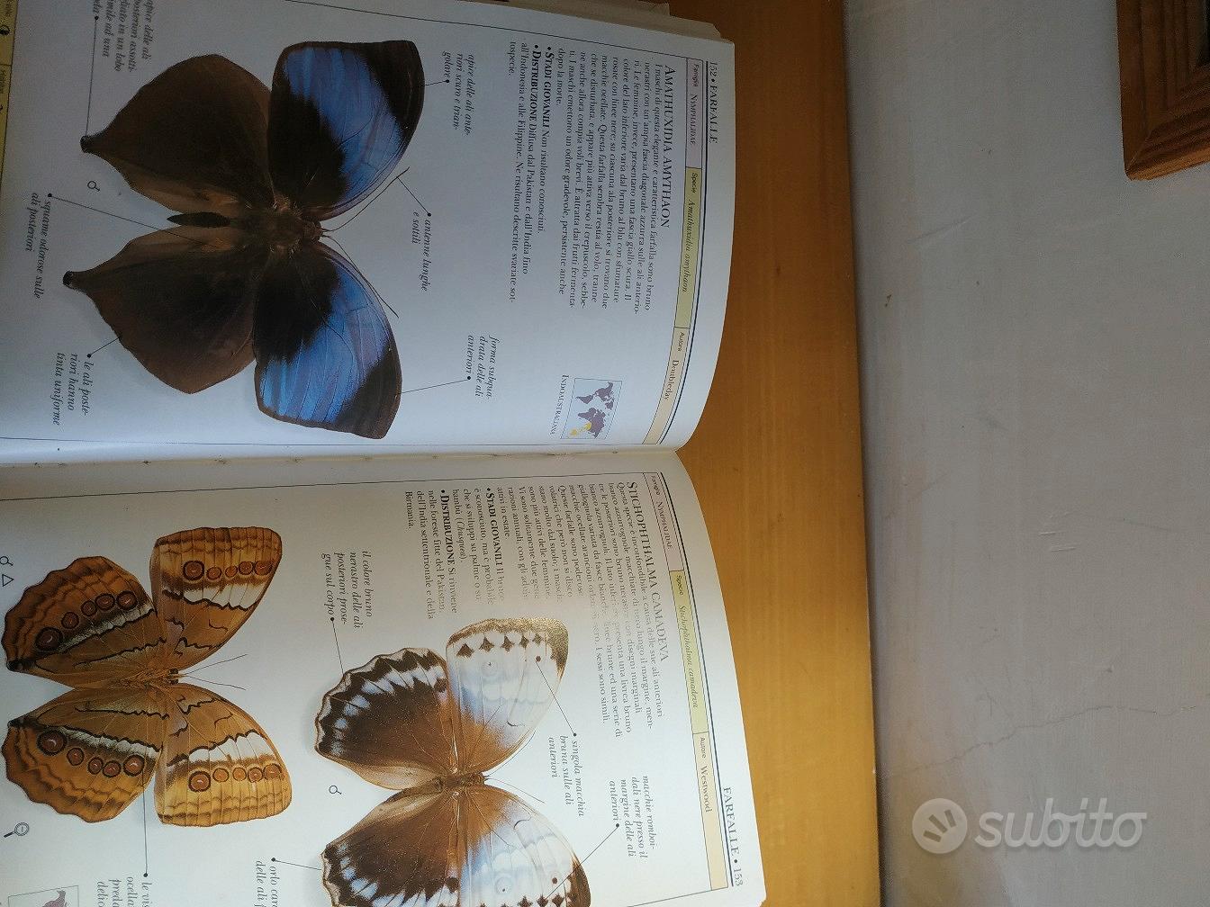 libro FARFALLE E FALENE - Libri e Riviste In vendita a Firenze