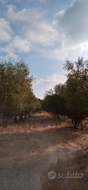 TERRENO DI  16.000 MQ CON ULIVETO IN PRODUZIONE