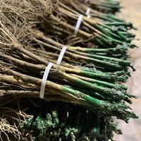 Barbatelle uva Fragola Nera e tavola