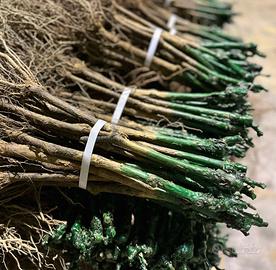 Barbatelle uva Fragola Nera e tavola