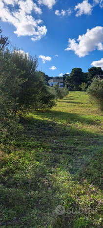 Terreno agricolo