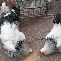 Galli brahama Columbia bianco