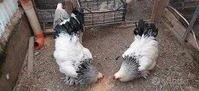 Galli brahama Columbia bianco