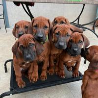 Cucciolo di Rhodesian Ridgeback