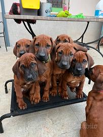 Cucciolo di Rhodesian Ridgeback