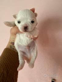Maltese coreano
