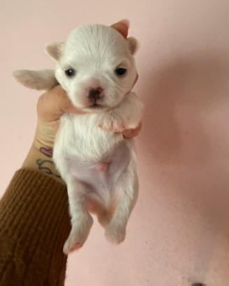 Maltese coreano