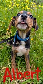 Cuccioli accattivanti