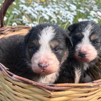 Cuccioli di pastore australiano con pedigree