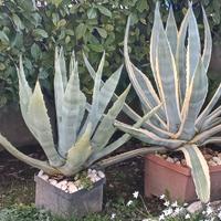 aloe in vaso 