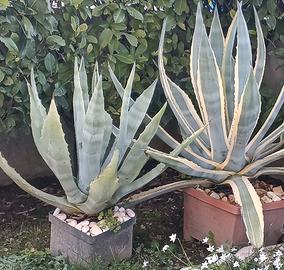 aloe in vaso 
