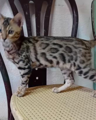 Gatti bengala