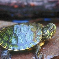 Tartaruga