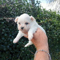 Cucciolo di Maltese coreano