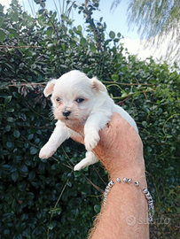 Cucciolo di Maltese coreano