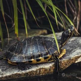 Tartaruga pseudemys nelsoni