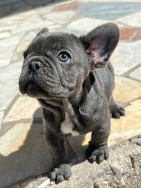 Bulldog Francese Blu