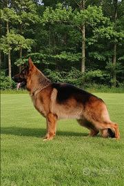 Cuccioli di pastore tedesco