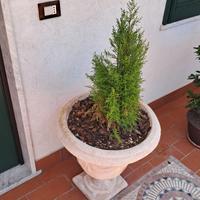 VASO DA ESTERNO IN TERRACOTTA COMPRESO DI PINO