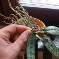 Keiki phaleanopsis lindenii