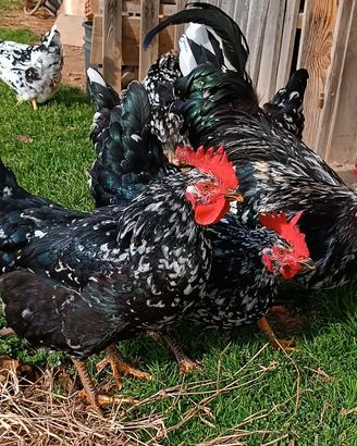 galline millefiori piemontesi,nane e amburgo